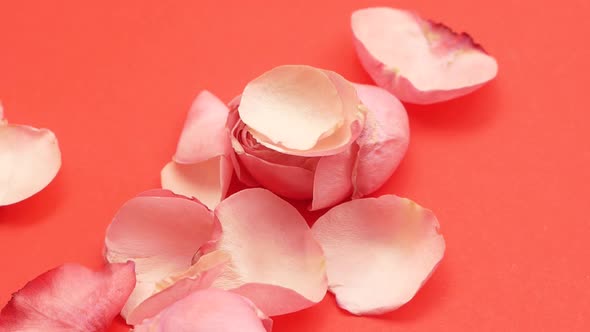 close-up of rose petals falling on a withering flower. Dried pink rose.