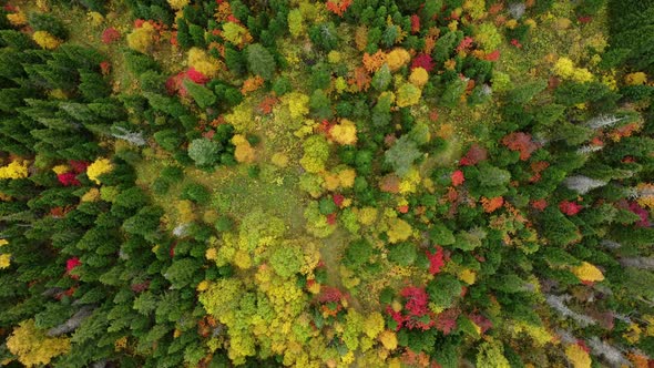 Flying Over Beautiful Autumn Forest.Autumn Nature Aerial Landscape.Coniferous forest in Siberia.