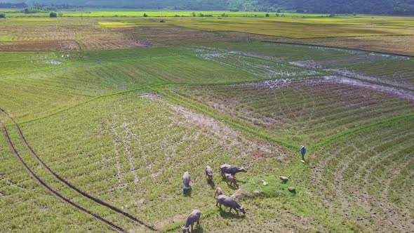 Flycam Shows Buffaloes on Rice Field Bird Flies Past