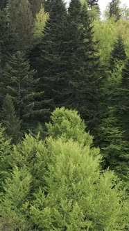 Aerial View of Trees in the Forest