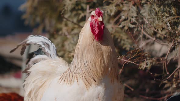 Freerange One White Domestic Rooster Chicken on a Small Rural Eco Farm Hen Looking at Camera