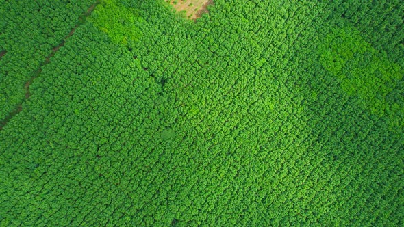 Drone flying over a beautiful rubber trees plantation