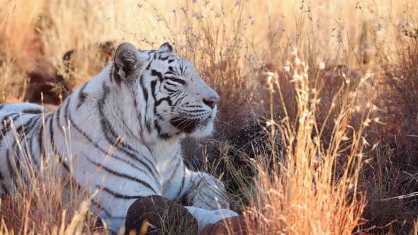 Close up rare white Bengal Tiger sits in grassy savanna shade, yawns