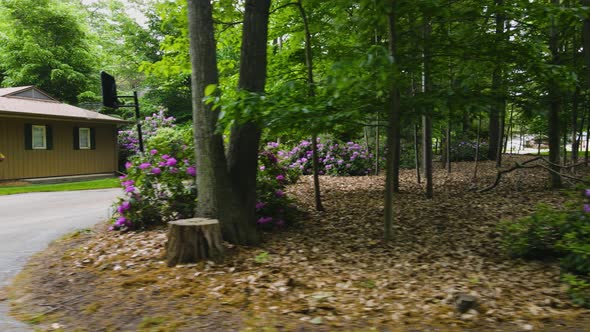 Sideways motion showing off several Rhododendrons in bloom.