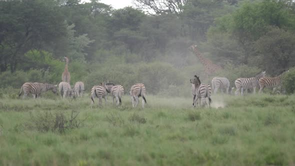 Herd of Zebras with young zebras playing 