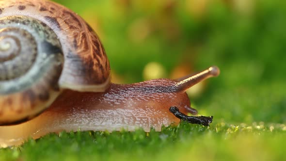 Close-up of a Snail Slowly Creeping in the Sunset Sunlight