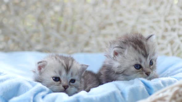 Close Up Of Scottish Kittens Sitting On Bed