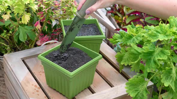 Woman Hand in Glove Planting Grown Seed in Ground on Green Pot