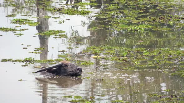 Water Buffalo Wading in the Water