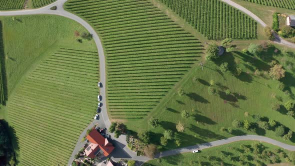 View of Farms and Vineyards Green Agricultural Field