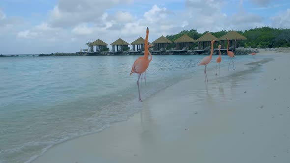 Aruba Beach with Pink Flamingos at the Beach Flamingo at the Beach in Aruba Island Caribbean