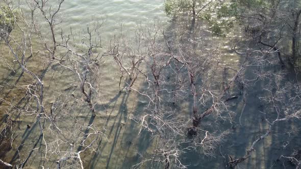Aerial look down dead mangrove tree