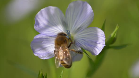 Close Up Bee Pollinating Flower on beautiful spring day in nature.