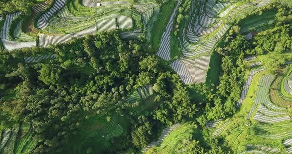 Aerial top down shot of vegetable plantation in the valley and dense trees in Central Java,Indonesia