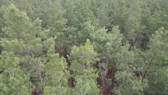 Forest Landscape Aerial View Slow Motion