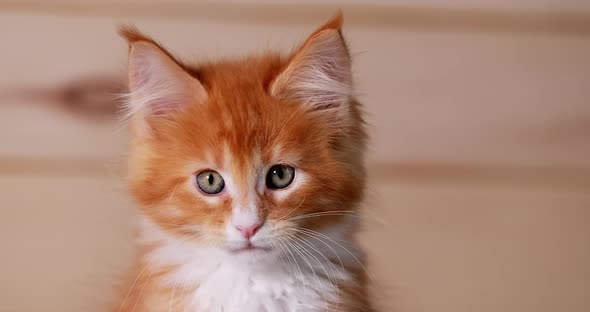 Funny Curious Young Red White Maine Coon Kitten Cat Resting At Home