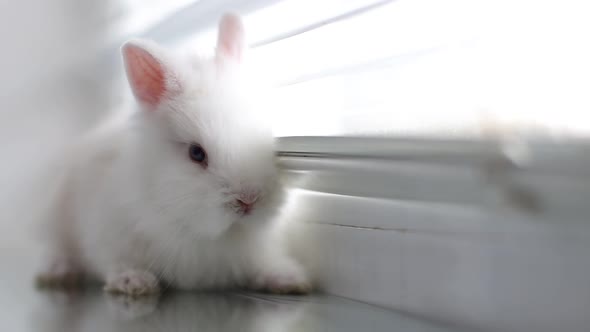 White rabbit on the windowsill on the blinds background