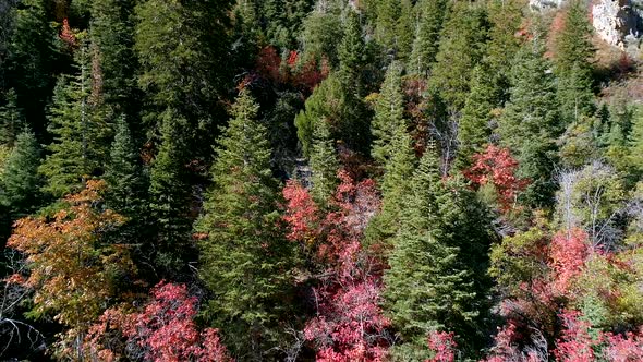 Red Fall leaves surrounded by pine trees on hillside