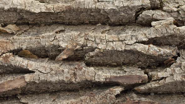 Texture of the Bark of a Rough Rough Tree Closeup