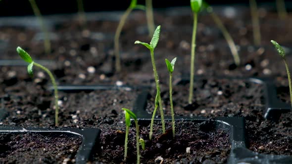 Growing Tomatoes From Seeds Step By Step