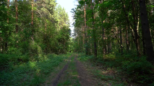 On the road in the woods