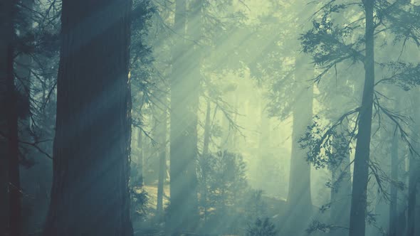 Black Tree Trunk in a Dark Pine Tree Forest