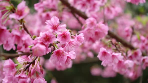 Japanese Sakura