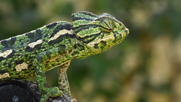 Mediterranean Chameleon Looking Around in a Branch