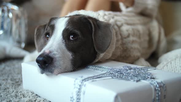 Dog Lying On Christmas Gift At Home. Closeup