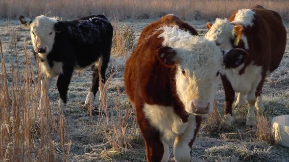 Group of three miniature Hereford cattle looking at camera, winter outdoor pasture