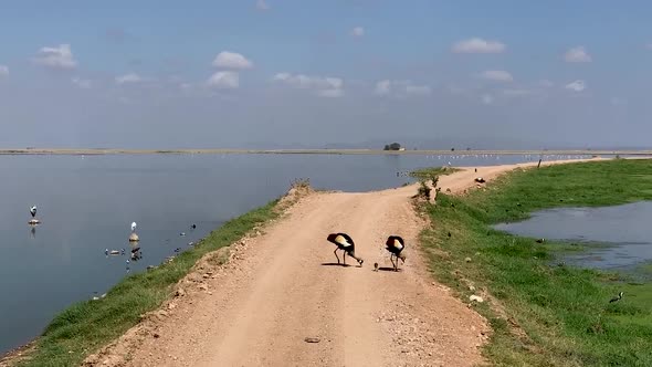 Safari Drive Along Lake Amboseli Kenya Africa