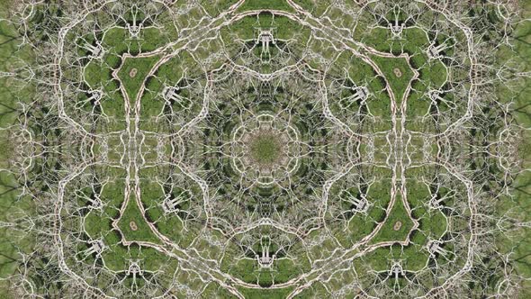 Kaleidoscopic of tree branch