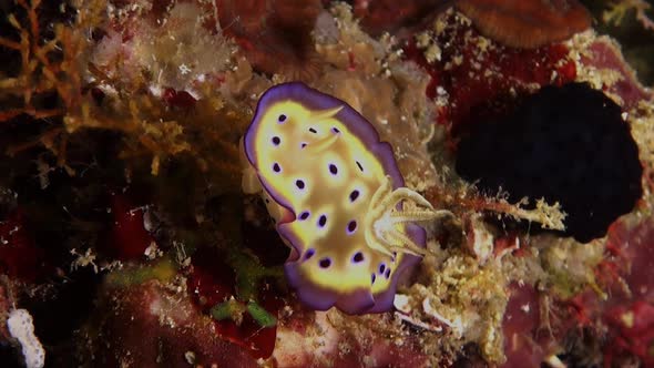 Gem nudibranch (Goniobranchus geminus) sitting on coral reef in the Philipines