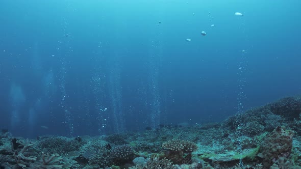 Streams of bubbles rising to the surface from a deep coral reef on the ocean floor. Underwater view