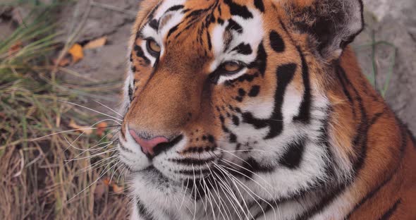 Siberian Tiger Close Up. The Siberian Tiger Was Also Called Amur Tiger, Manchurian Tiger