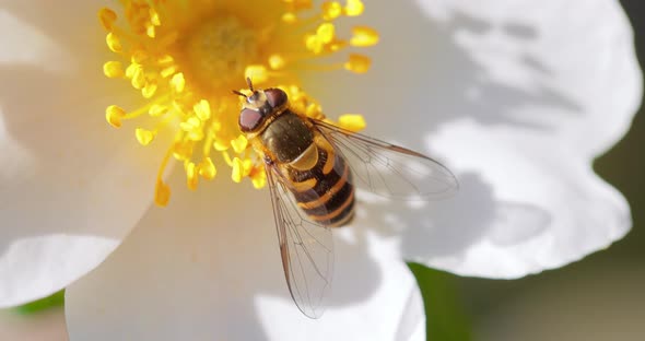 Hoverflies, Flower Flies or Syrphid Flies, Insect Family Syrphidae