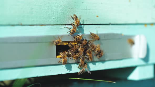 Bees flying to hive. Hives in an apiary with working bees flying to the landing boards.