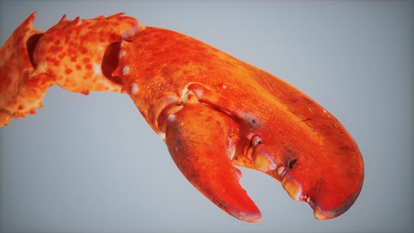 Lobster Claw in Macro