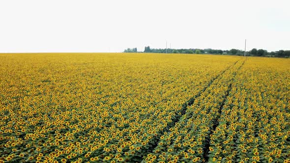 Big plantation with many beautiful organic sunflowers on the natural background.