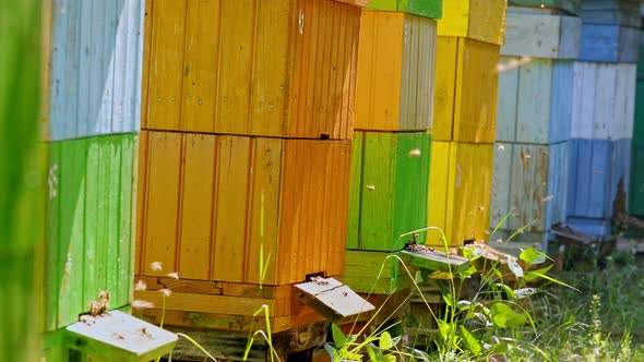 Beehives with bees in countryside, Poland, Europe