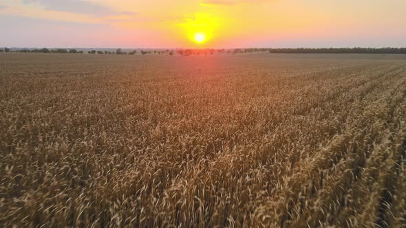 The Camera Moves Over the Ears of Wheat in a Wheat Field During Sunset The Concept of Grain