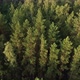 Flight over the morning mixed forest - VideoHive Item for Sale