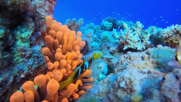 Colourful Red Anemone and Clownfish