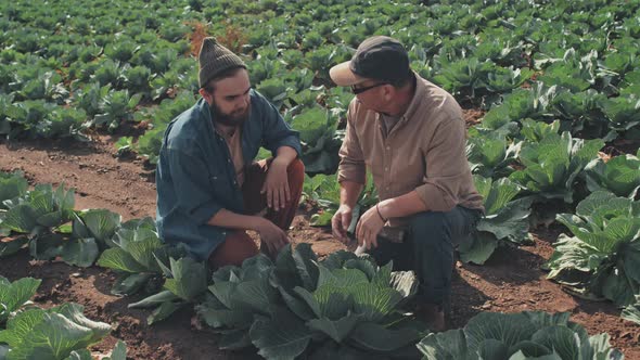 Farmer Explaining Something To Young Man