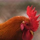 Hens Farm - VideoHive Item for Sale