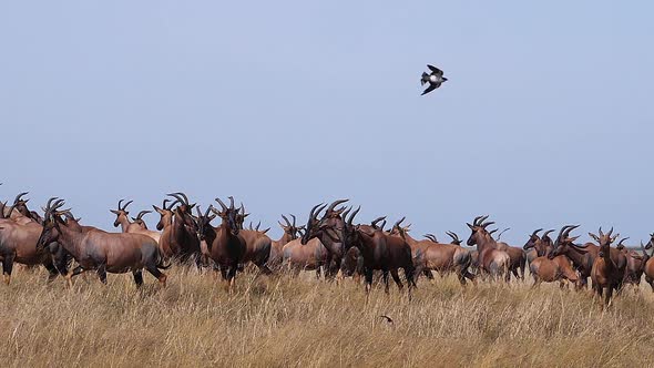 Topi, damaliscus korrigum, Group running through Savannah, Masai Mara Park in Kenya, slow motion