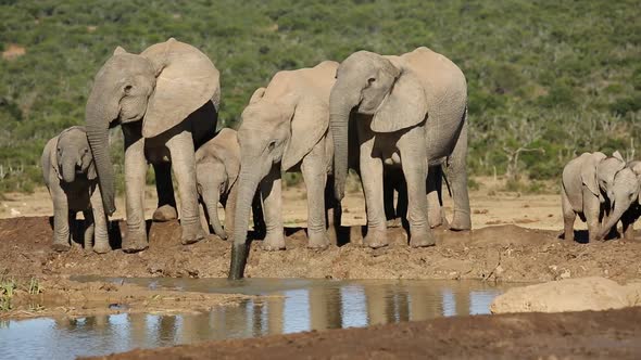African Elephants Drinking Water - South Africa