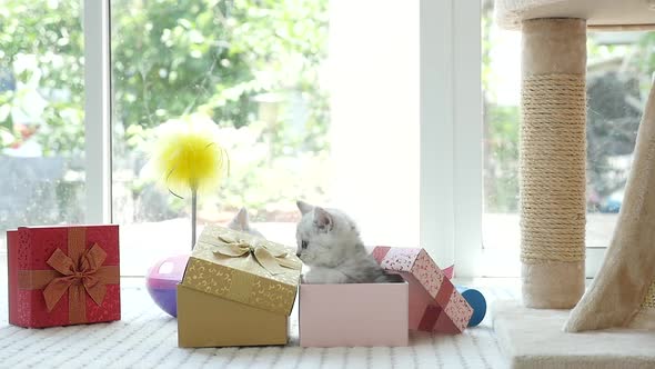 Cute Tabby Kitten Playing In A Gift Box With Christmas Decoration,Slow Motion 