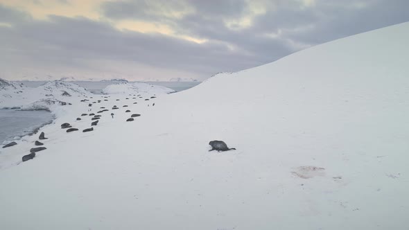 Antarctica Fur Seal Running To Rest Colony Aerial