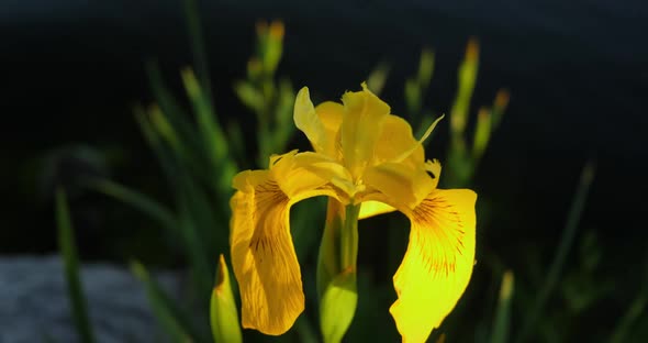 Bumblebee Pollinates Yellow Iris in Droplets Slow Motion